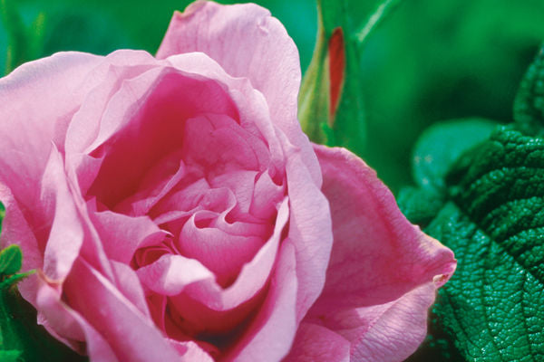 #5 Rosa ‘Rotesmeer’ Purple Pavement Shrub Rose