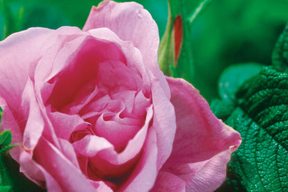 #5 Rosa ‘Rotesmeer’ Purple Pavement Shrub Rose