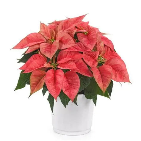 5" Poinsettia – Christmas Beauty Prince