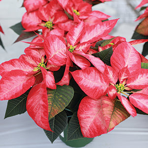5" Poinsettia – Christmas Beauty Princess