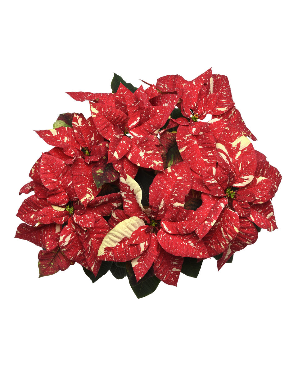 5" Poinsettia – Superba New Glitter