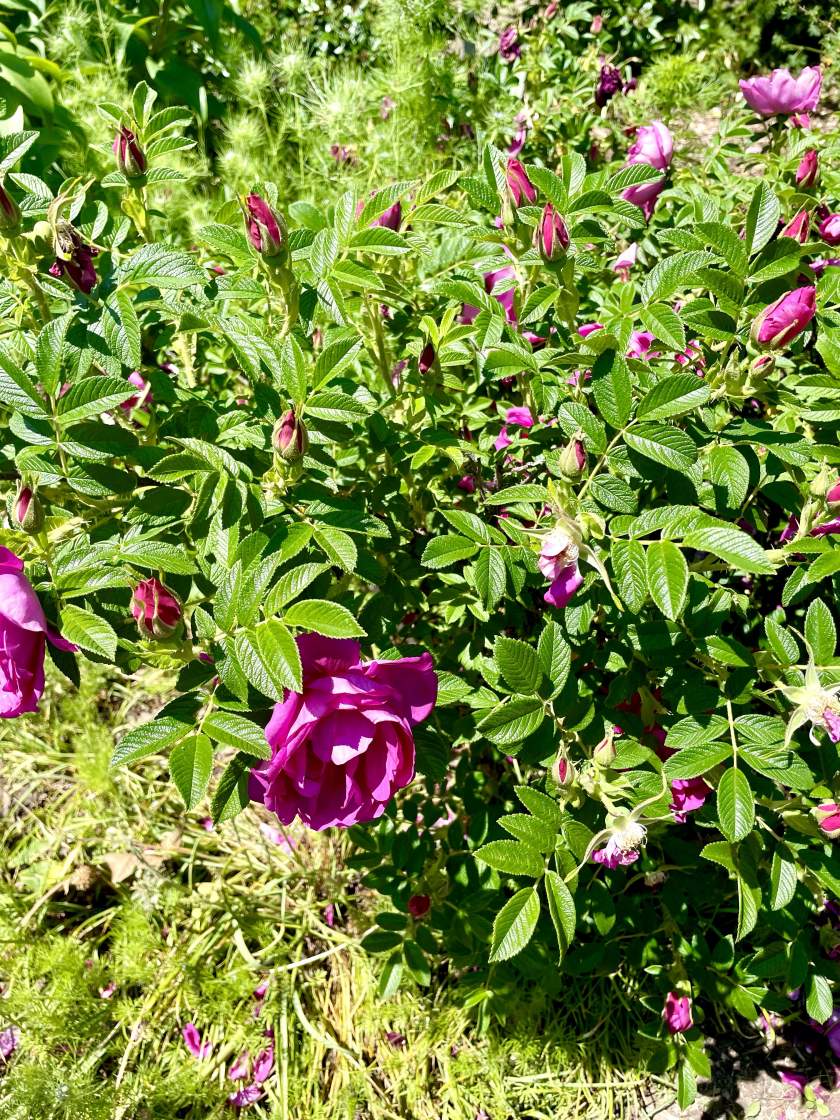 #5 Rosa ‘Rotesmeer’ Purple Pavement Shrub Rose