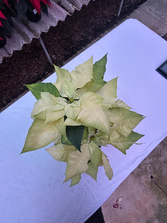 5" Poinsettia – Green Envy