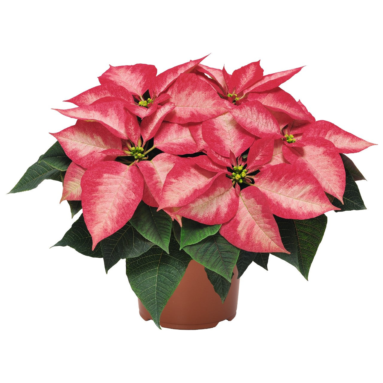 6.5" Poinsettia – Ice Crystal