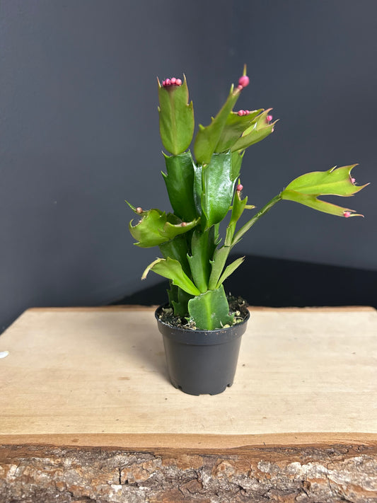 2.5" Christmas Cactus