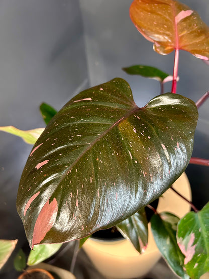 9” Pink Princess Philodendron