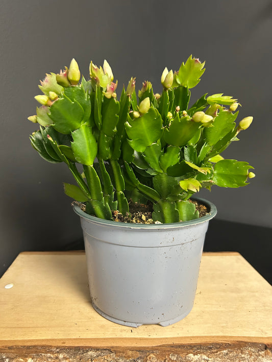 6" Christmas Cactus