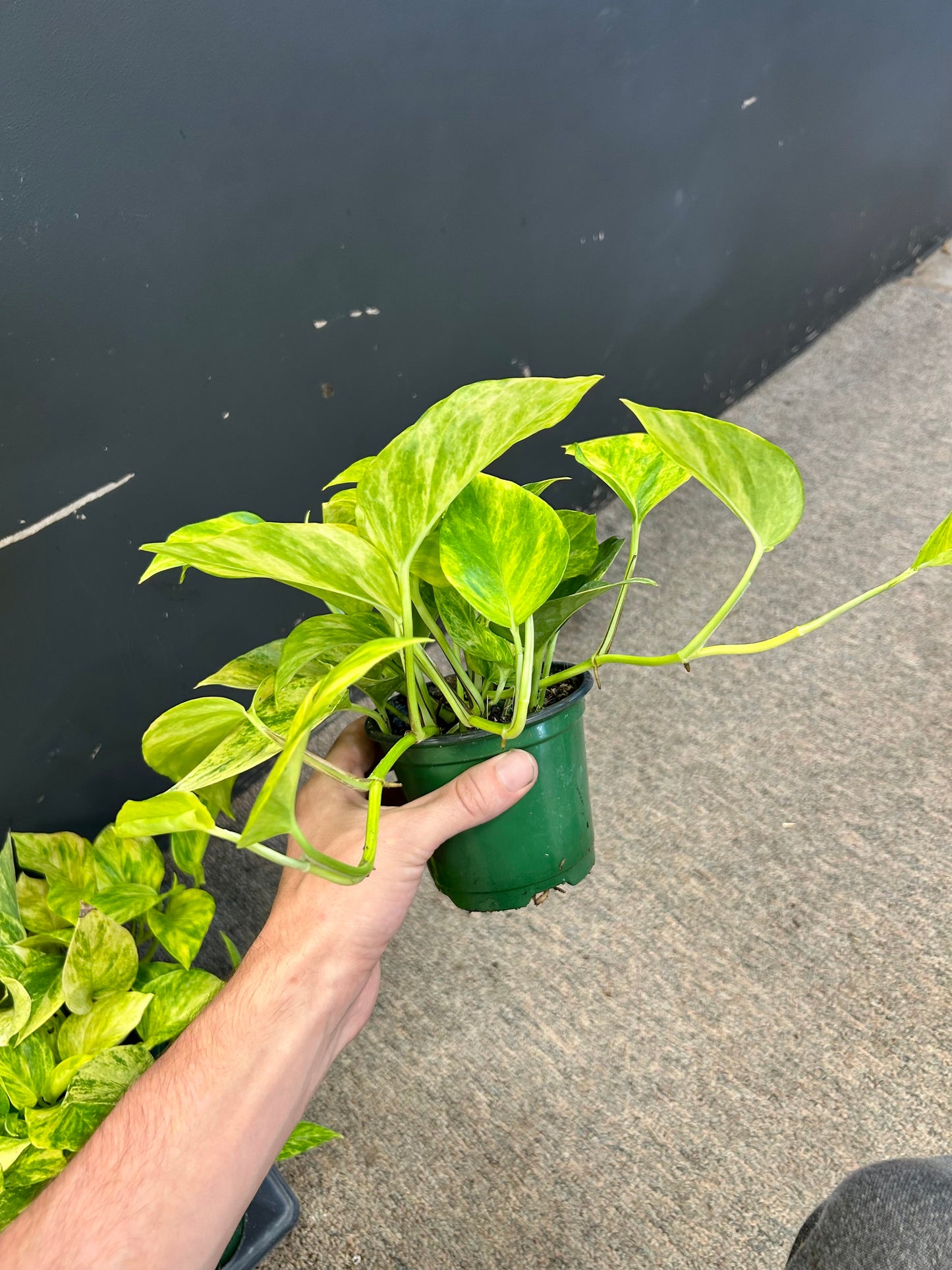 4.5” Neon Queen Pothos