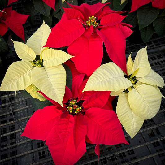 7.5" Poinsettia – 4 Bloom Single Stem Red/White