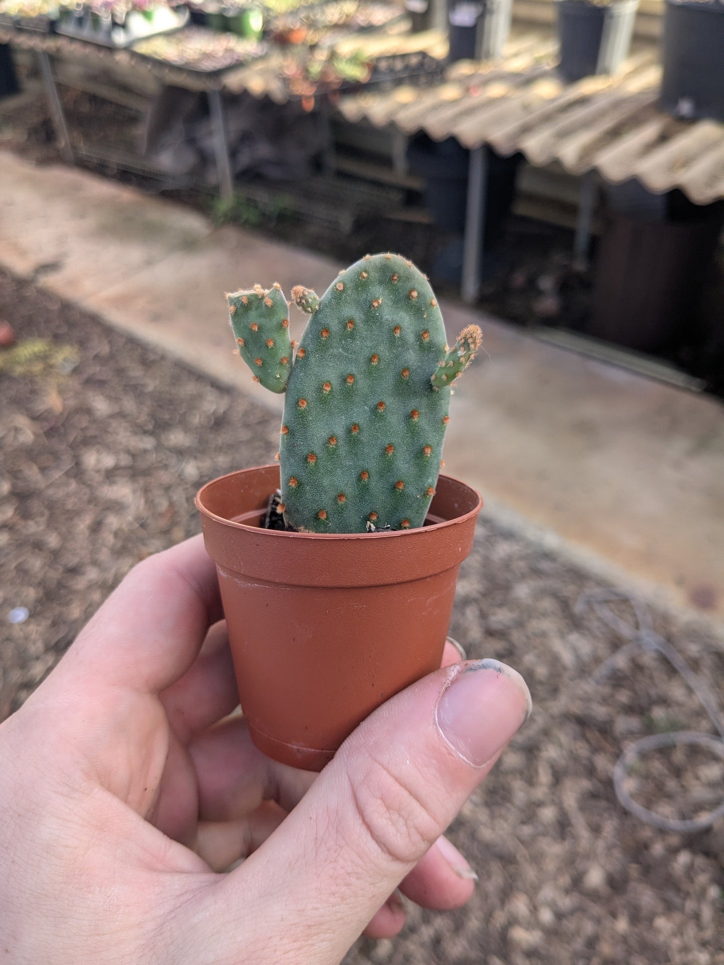 Opuntia - 2” Pot