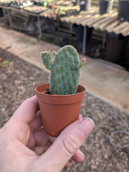 Opuntia - 2” Pot