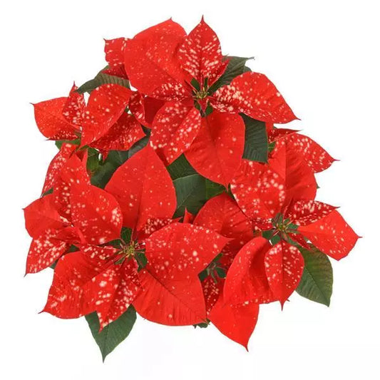 8" Poinsettia – Premium Orange