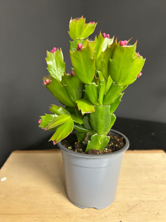 4" Christmas Cactus