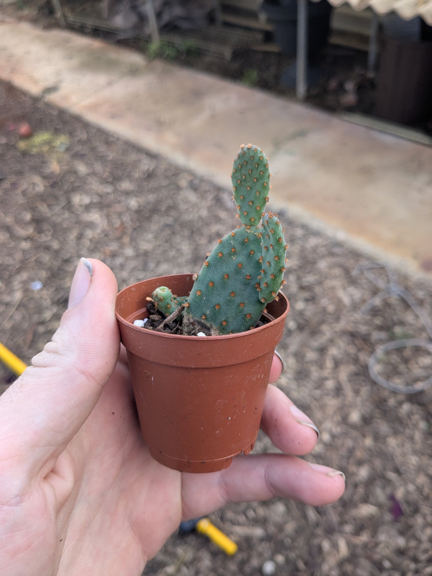 Opuntia - 2” Pot