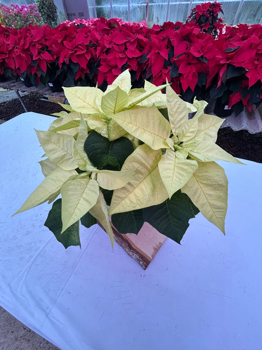 6" Poinsettia – Premium Lemon