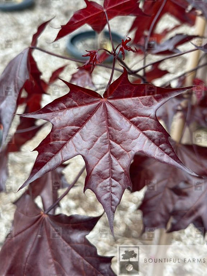 #7 Crimson Sunset® Maple