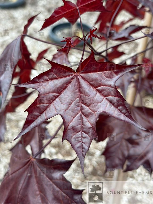 #7 Crimson Sunset® Maple