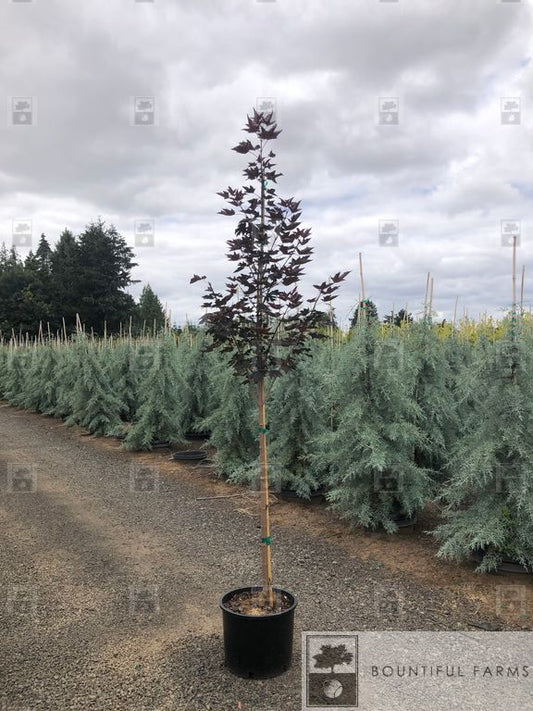 #7 Crimson Sunset® Maple