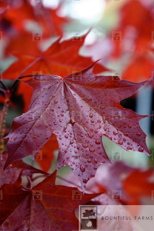 #7 Crimson Sunset® Maple