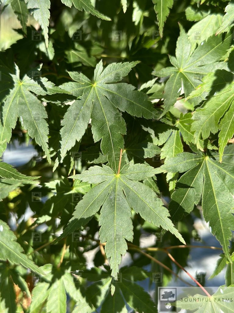 #15 Green Japanese Maple
