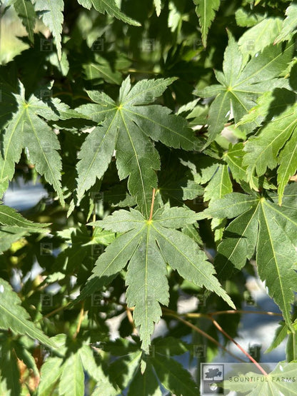 #15 Green Japanese Maple