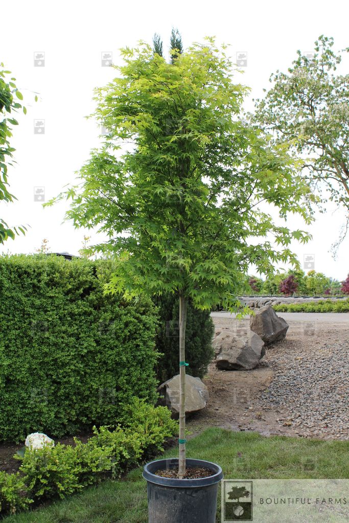 #15 Green Japanese Maple