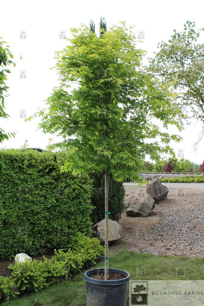 #15 Green Japanese Maple