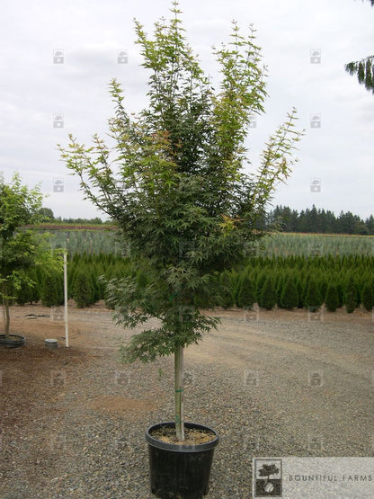 #15 Green Japanese Maple