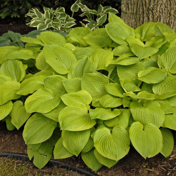 Hosta ‘August Moon’