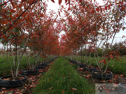 Autumn Brilliance Serviceberry (multi-stem)