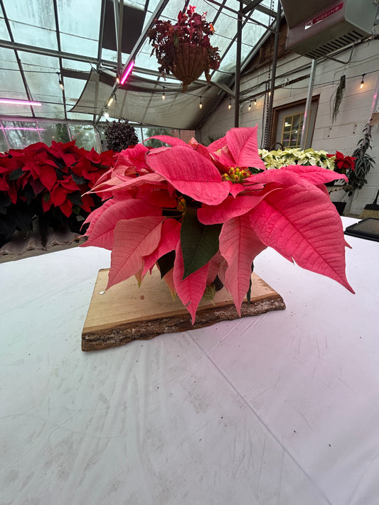 5" Poinsettia – Pink
