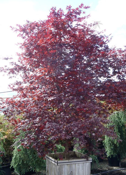 5–6' Acer palmatum ‘Bloodgood’ Japanese Maple
