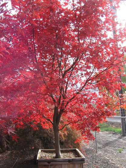 5–6' Acer palmatum ‘Bloodgood’ Japanese Maple