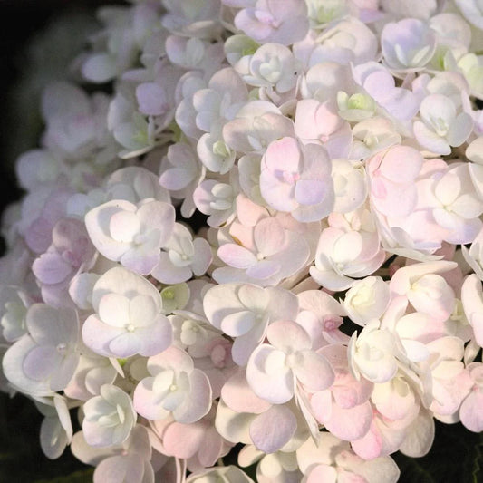 #5 Hydrangea macrophylla ‘Blushing Bride’ Hydrangea