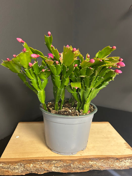 6" Christmas Cactus