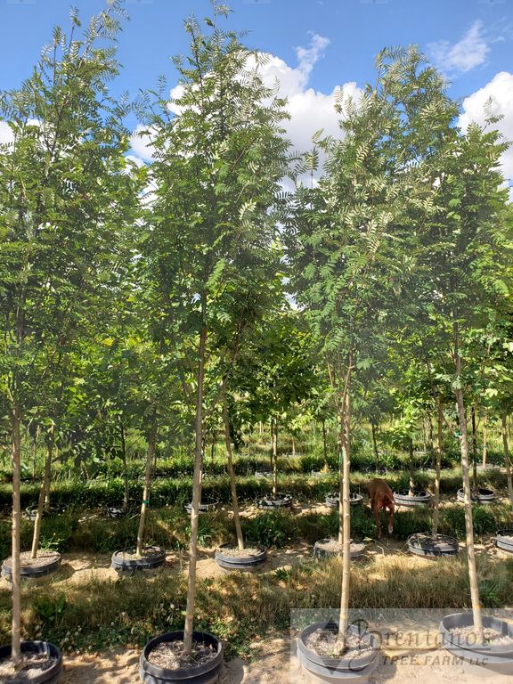 Cardinal Royal® Mountain Ash