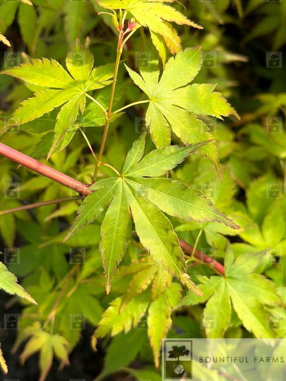 #15 Coral Bark Japanese Maple