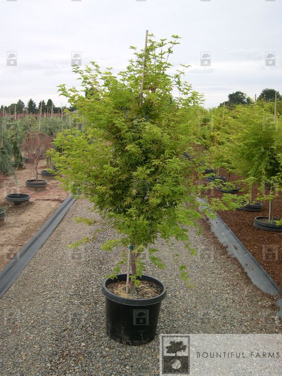 #15 Coral Bark Japanese Maple