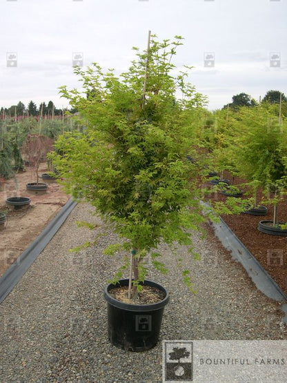 #15 Coral Bark Japanese Maple