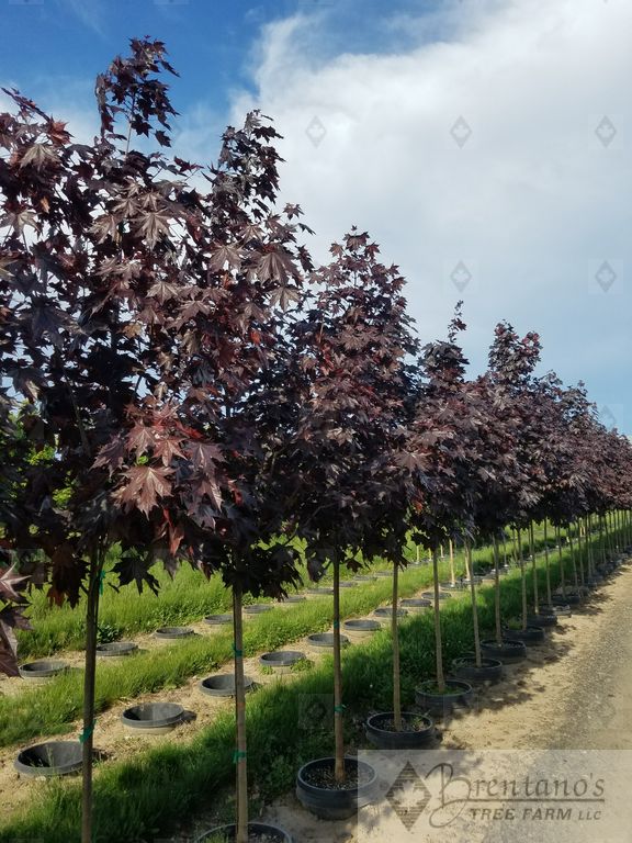 Crimson Sunset® Maple