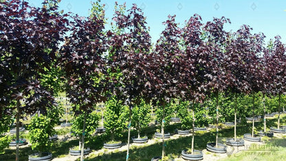 Crimson Sunset® Maple