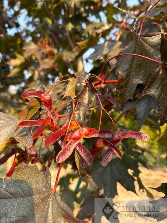 Crimson Sunset® Maple