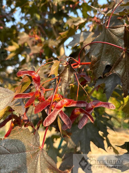 Crimson Sunset® Maple