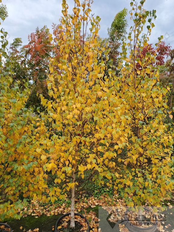 Dakota Pinnacle® Birch