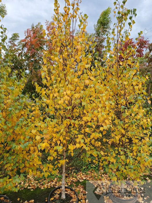 Dakota Pinnacle® Birch