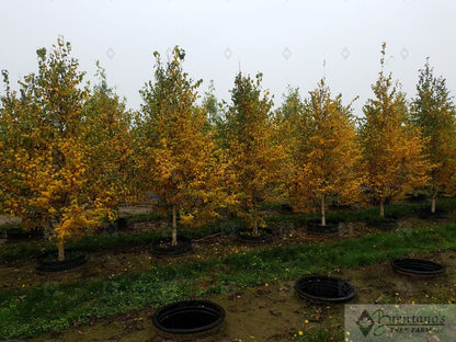 Dakota Pinnacle® Birch