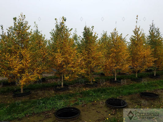 Dakota Pinnacle® Birch