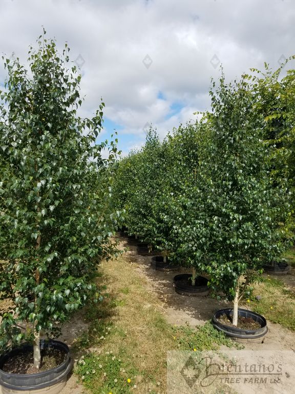 Dakota Pinnacle® Birch