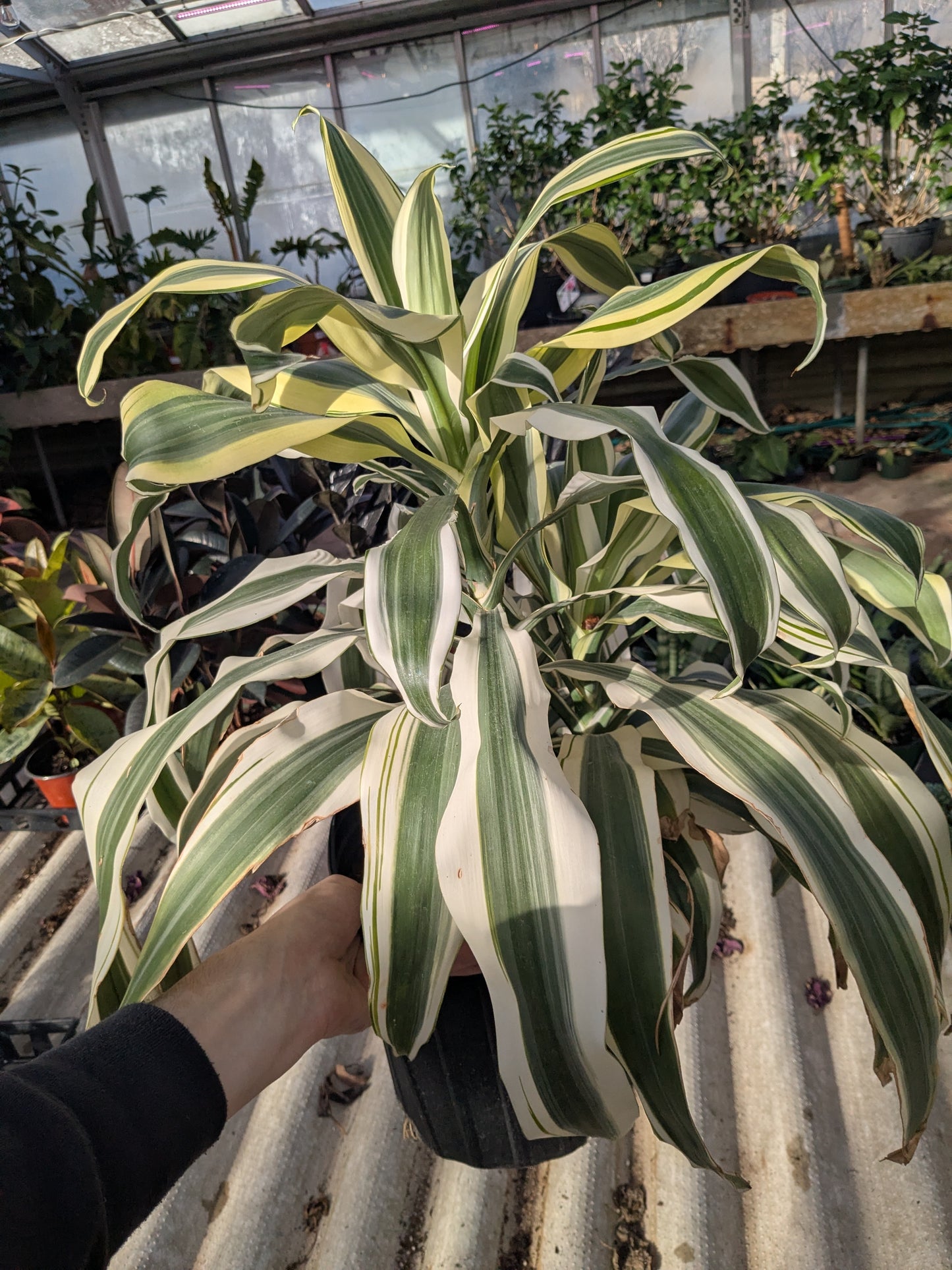 Dracaena ’White Aspen’ - 10” Pot
