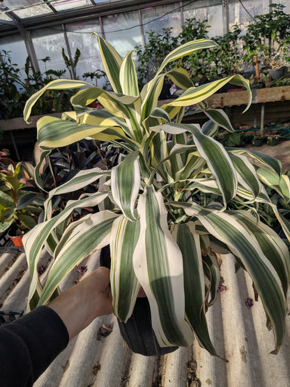 Dracaena ’White Aspen’ - 10” Pot